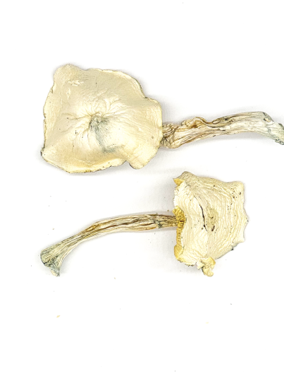 Wombat True Albino Teacher Magic Mushroom